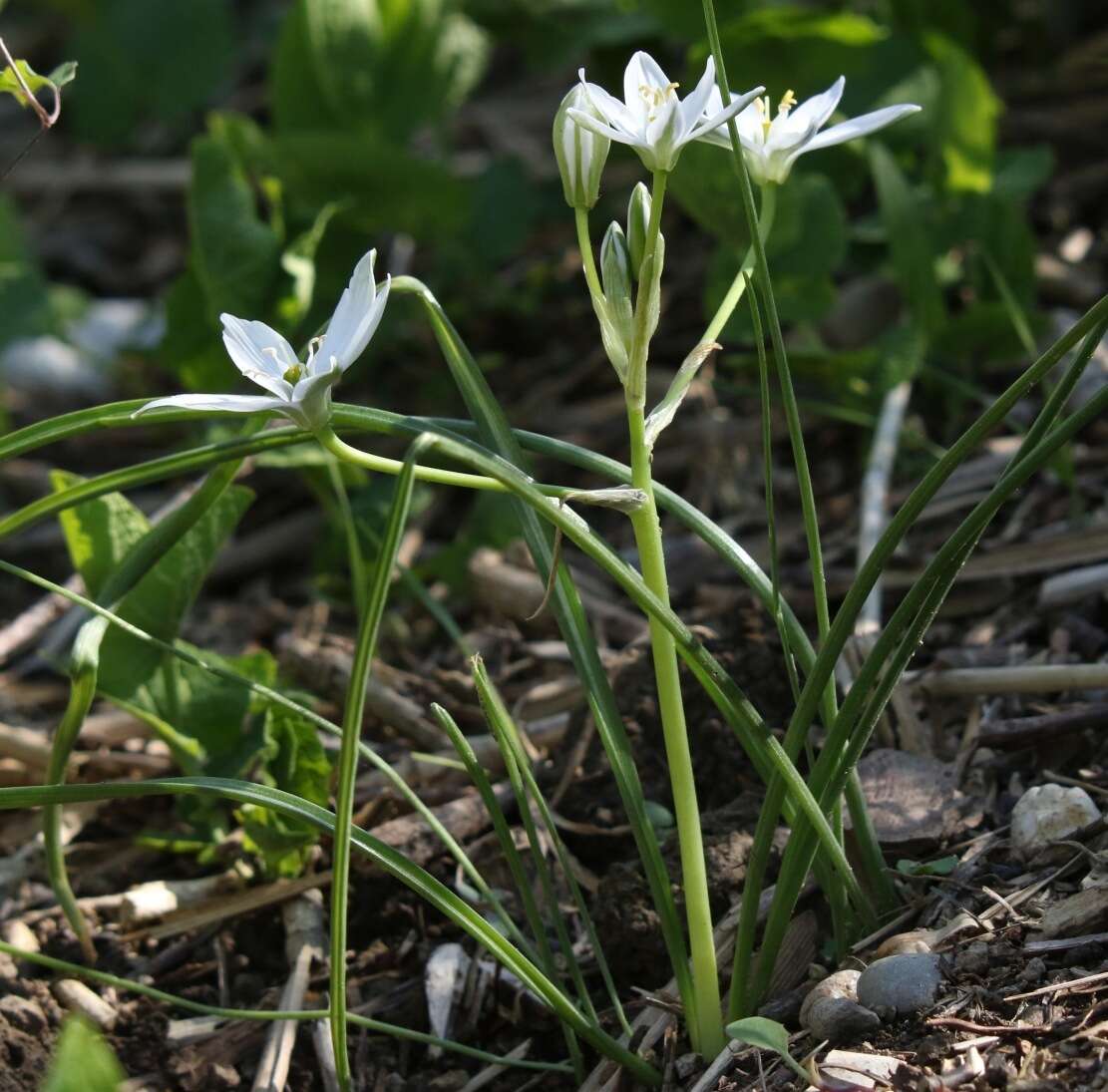 Image of Ornithogalum divergens Boreau