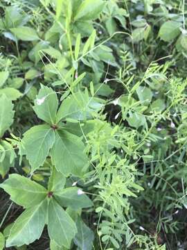 Image of Vicia tetrasperma var. tetrasperma