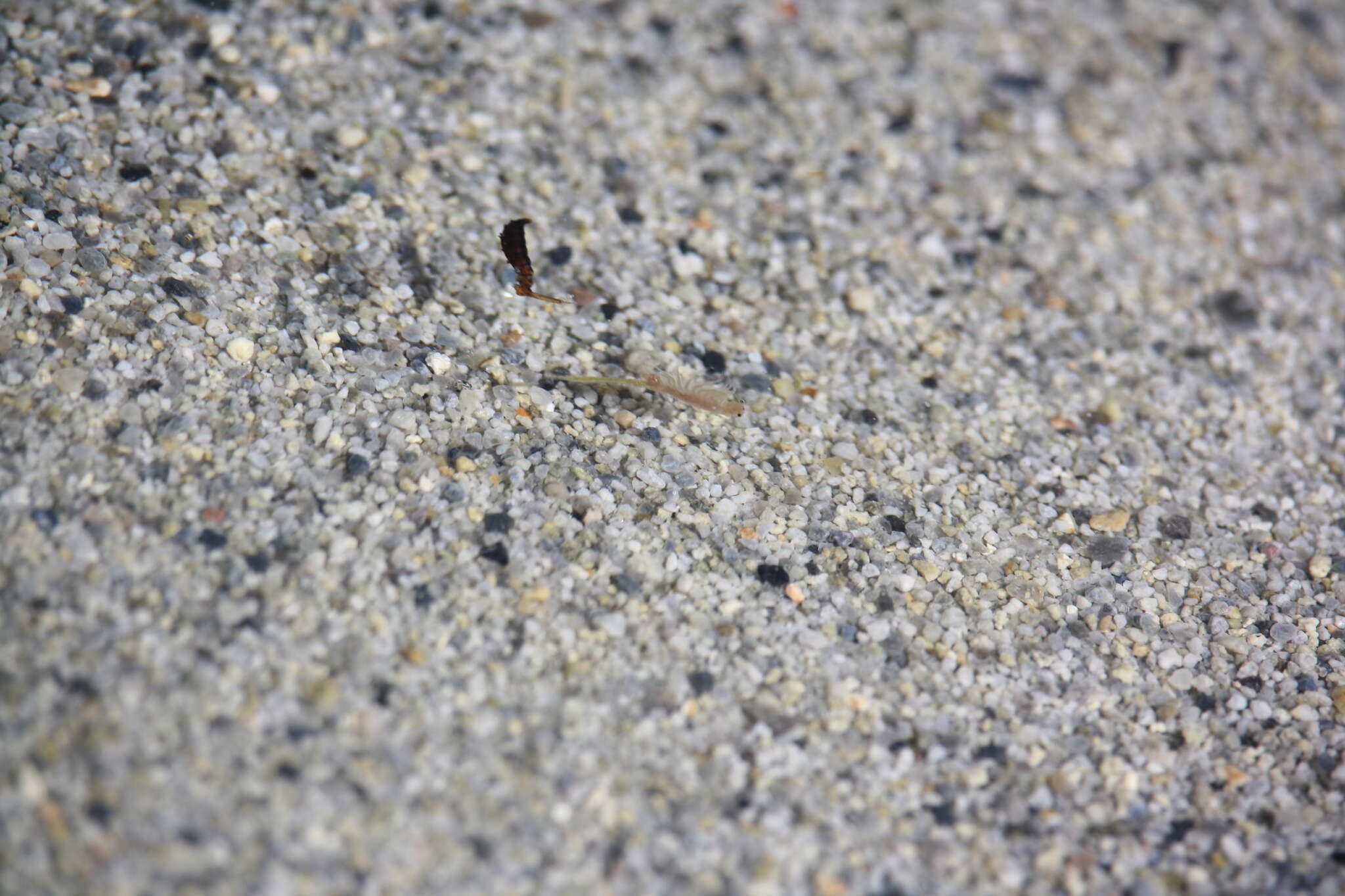 Image of Mono Lake Brine Shrimp