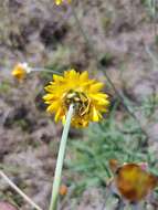 Plancia ëd Xerochrysum bracteatum (Vent.) Tzvelev