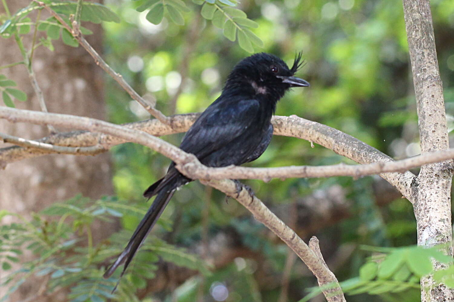 صورة Dicrurus forficatus forficatus (Linnaeus 1766)