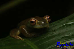 Image of Palmer's Treefrog