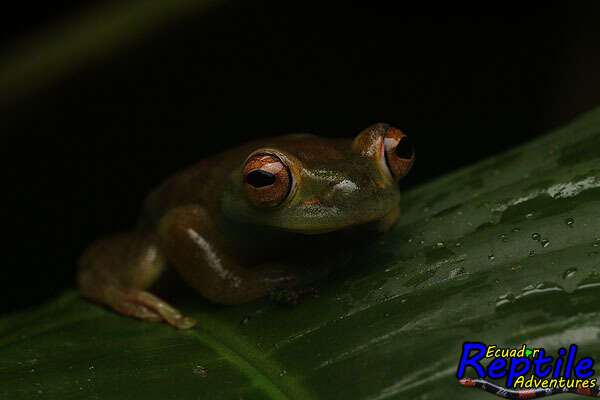 Image of Palmer's Treefrog