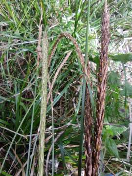 Carex quinquin resmi