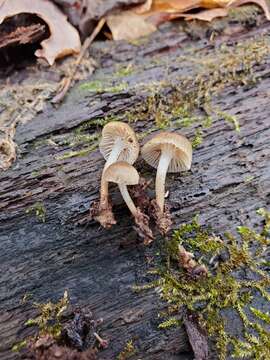 Image of Mycena overholtsii A. H. Sm. & Solheim 1953