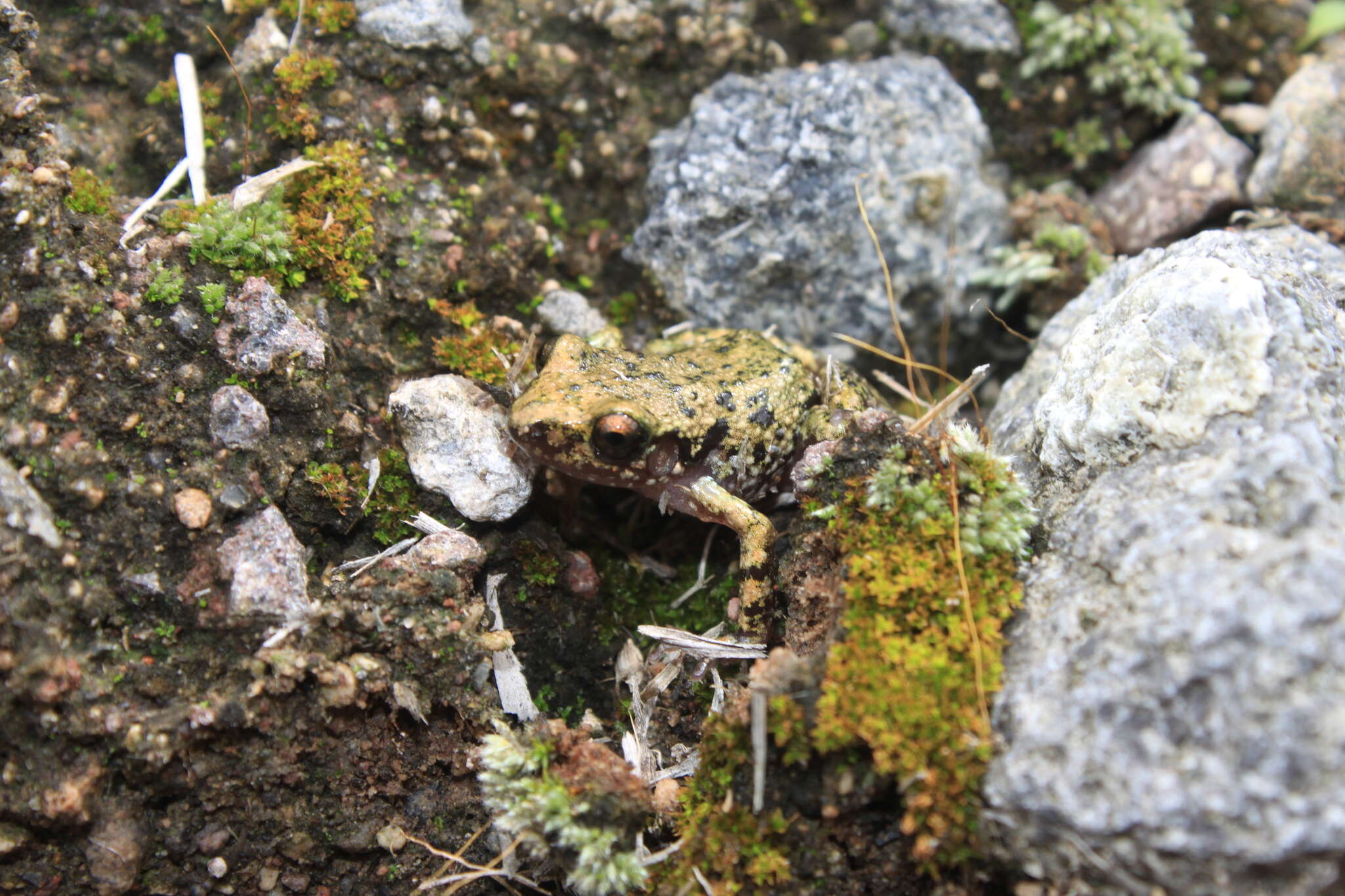 Image of Spotted Chirping Frog