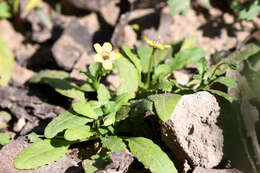 Diascia cuneata E. Mey. ex Benth. resmi