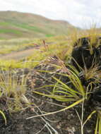 Image of Styppeiochloa hitchcockii (A. Camus) Cope