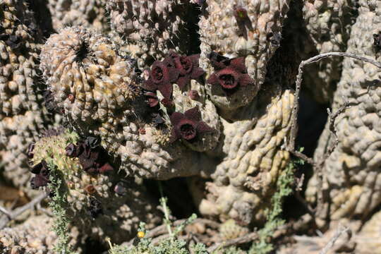 Image of Ceropegia pilifera (L. fil.) Bruyns