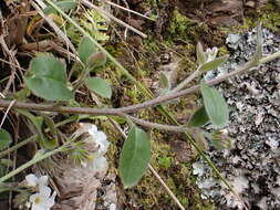 Imagem de Myosotis lytteltonensis (Laing & A. Wall) de Lange