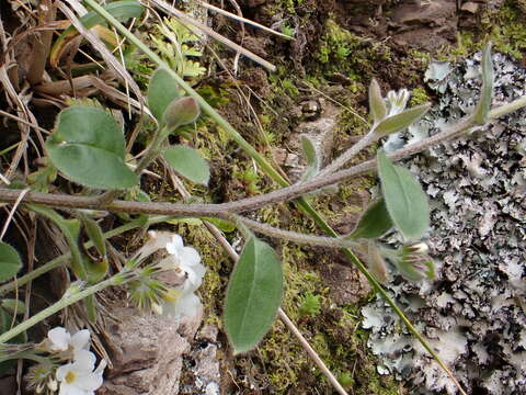 Imagem de Myosotis lytteltonensis (Laing & A. Wall) de Lange