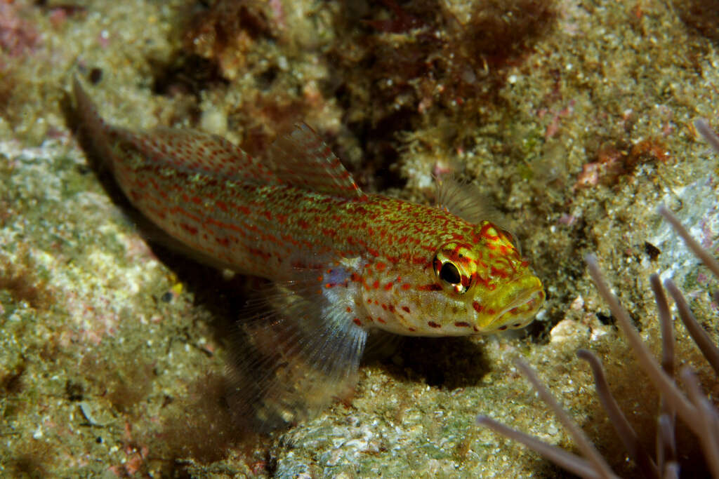 Gobius xanthocephalus Heymer & Zander 1992的圖片