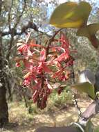 Imagem de Epidendrum radioferens (Ames, F. T. Hubb. & C. Schweinf.) Hágsater