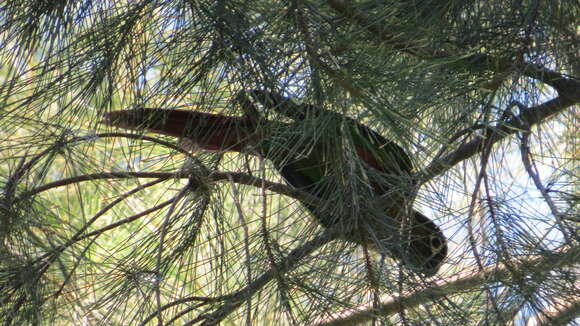 Image of Green-cheeked Conure