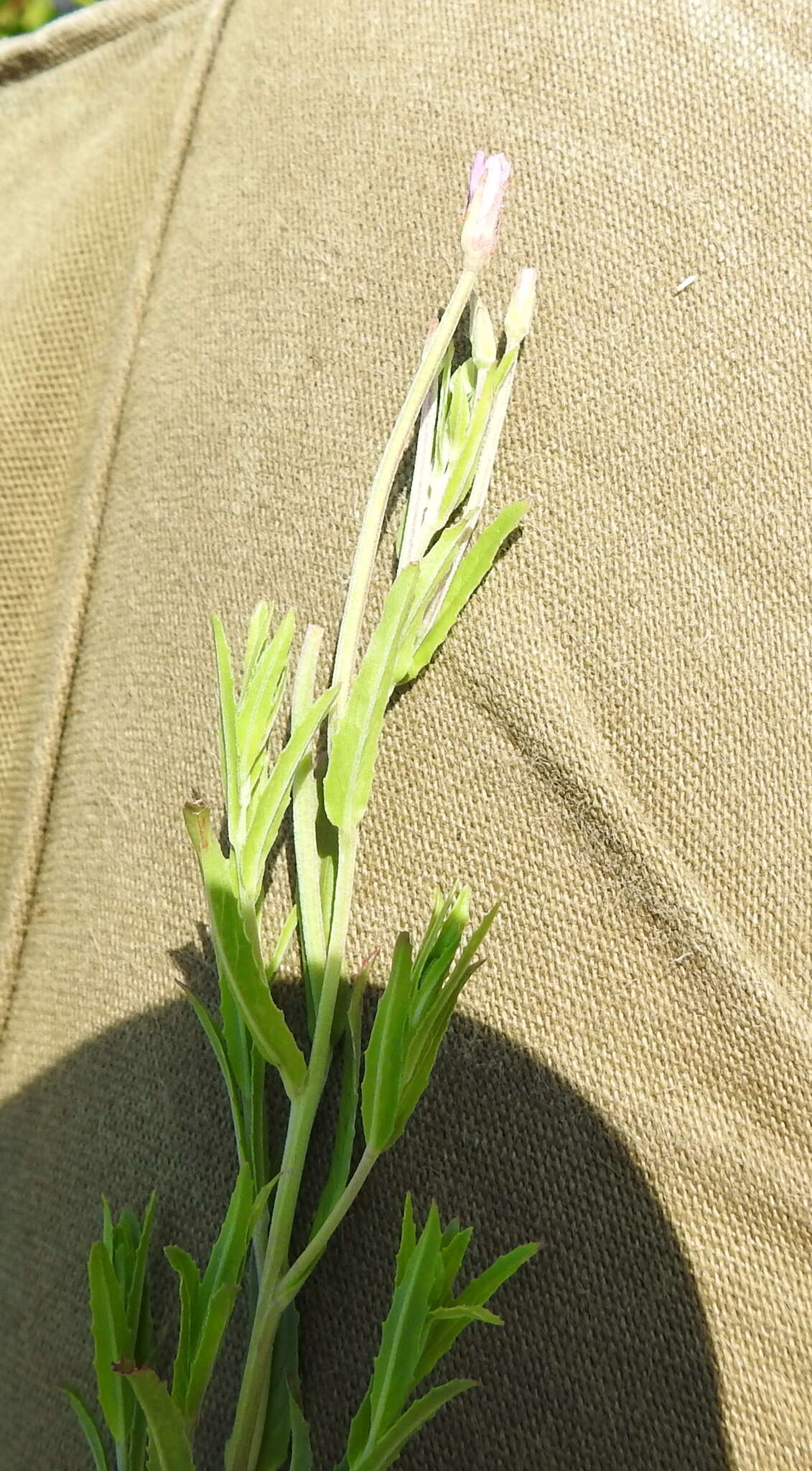 Imagem de Epilobium tetragonum L.