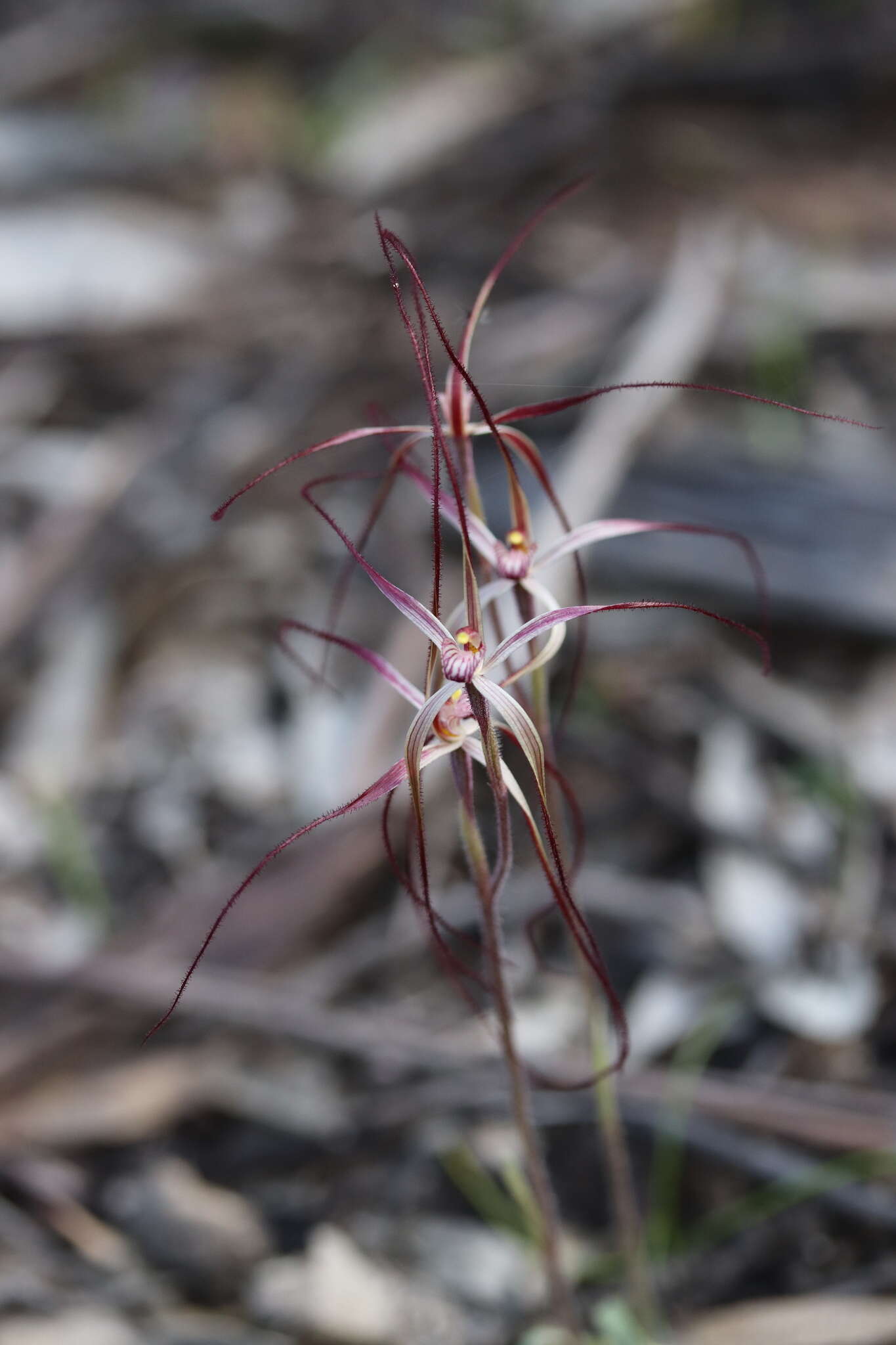 Image of Daddy-long-legs