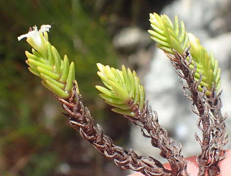 Image of <i>Crassula ericoides</i> subsp. <i>tortuosa</i> Toelken