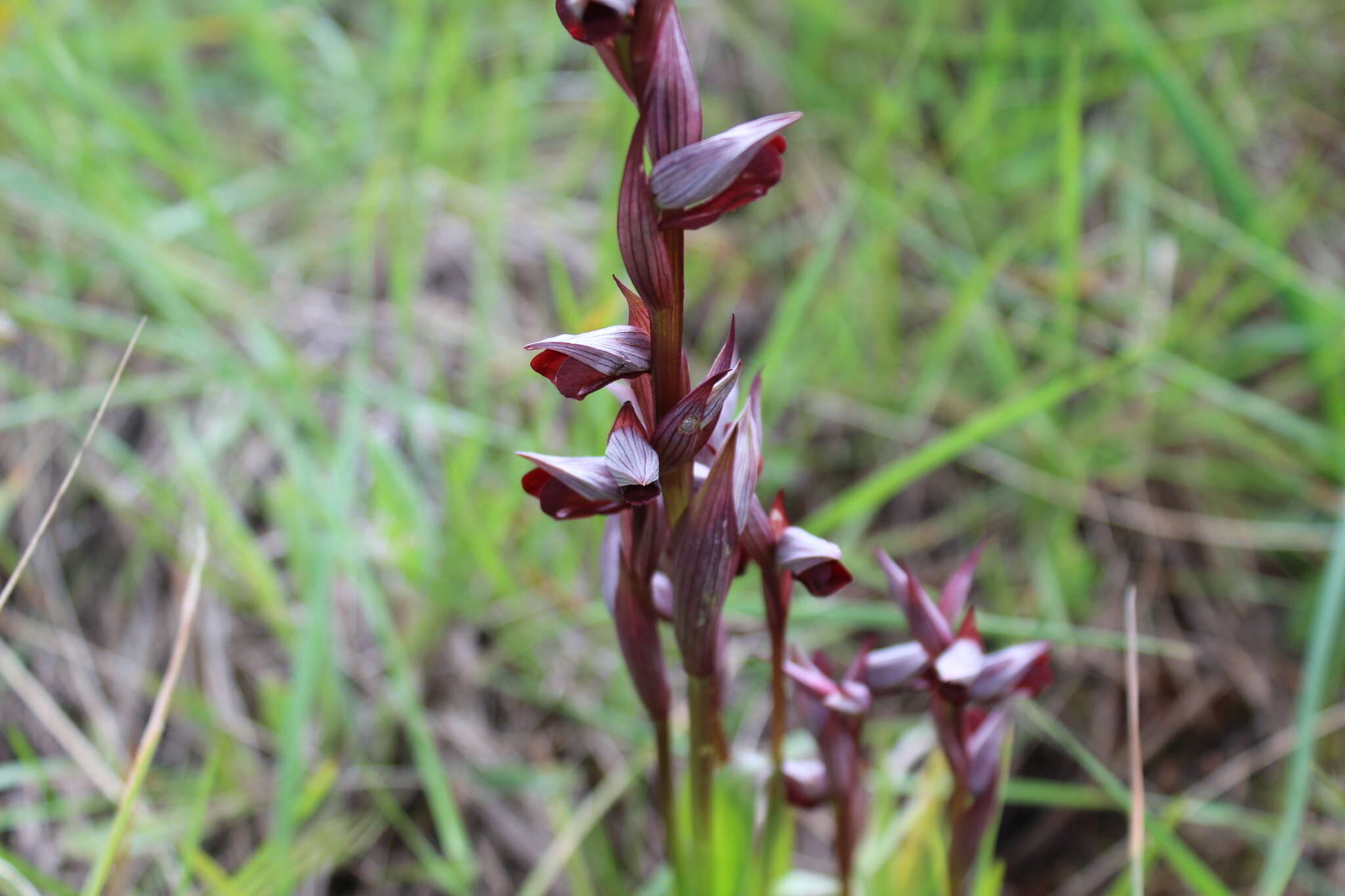 صورة Serapias strictiflora Welw. ex Veiga