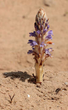 Image of Orobanche coerulescens Stephan