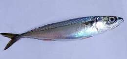 Pacific Chub Mackerel - Encyclopedia of Life