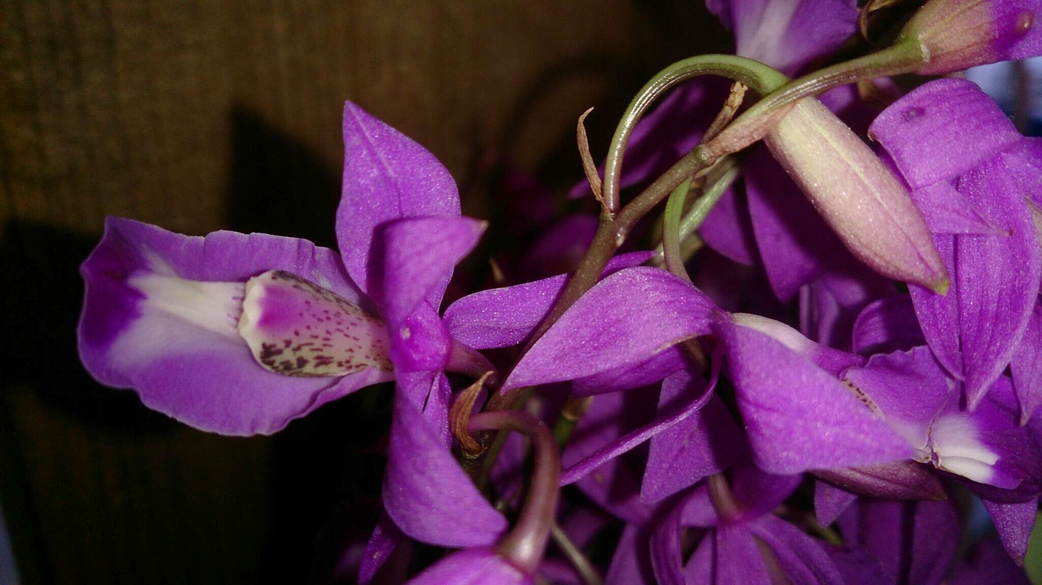 Image of Barkeria lindleyana subsp. vanneriana (Rchb. fil.) Thien