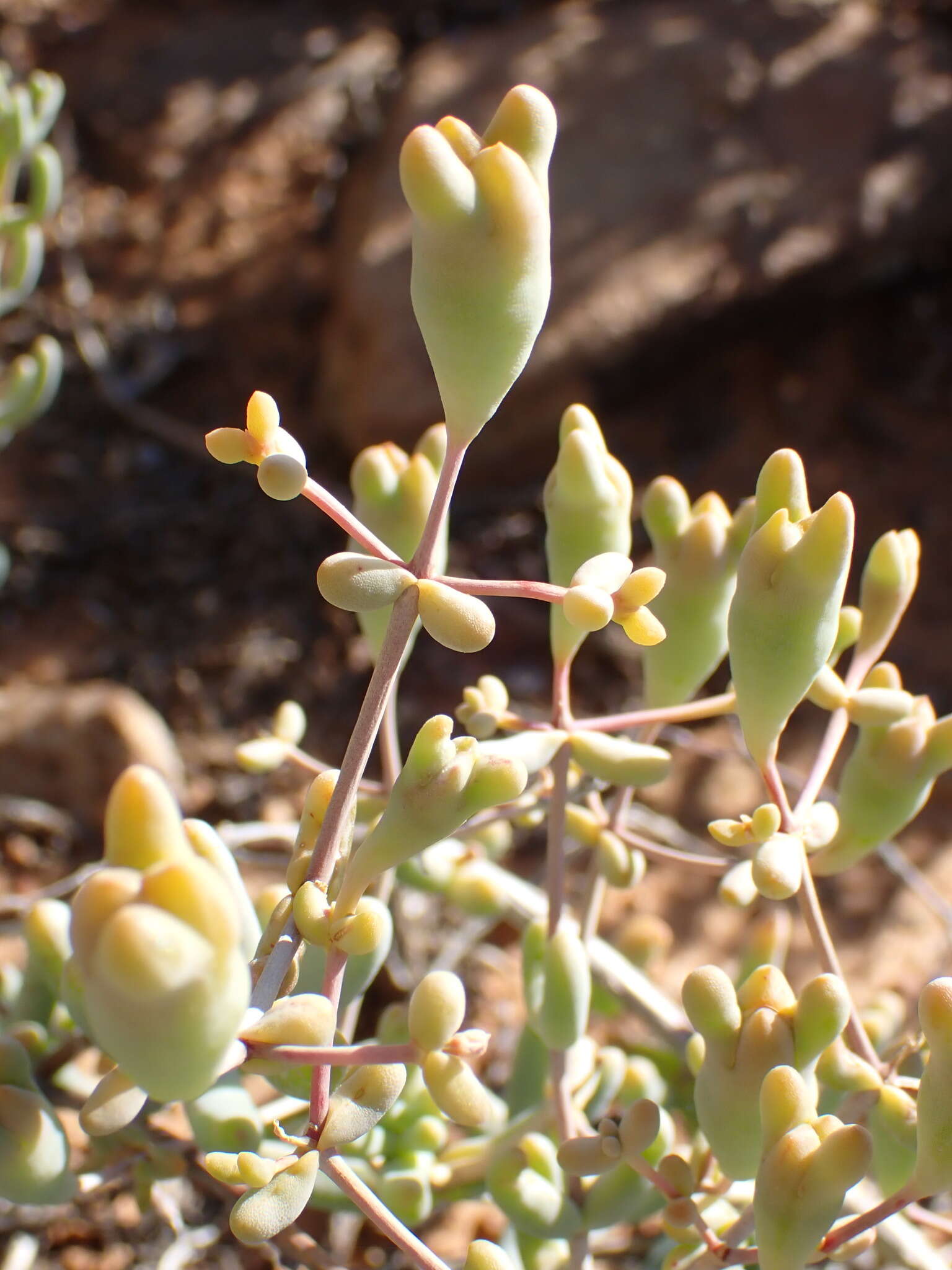 Image of Mesembryanthemum noctiflorum L.