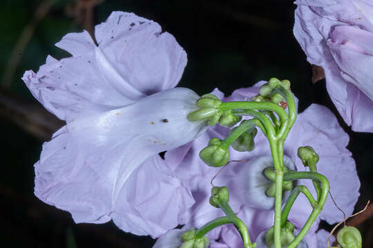 Plancia ëd Ipomoea batatoides Choisy