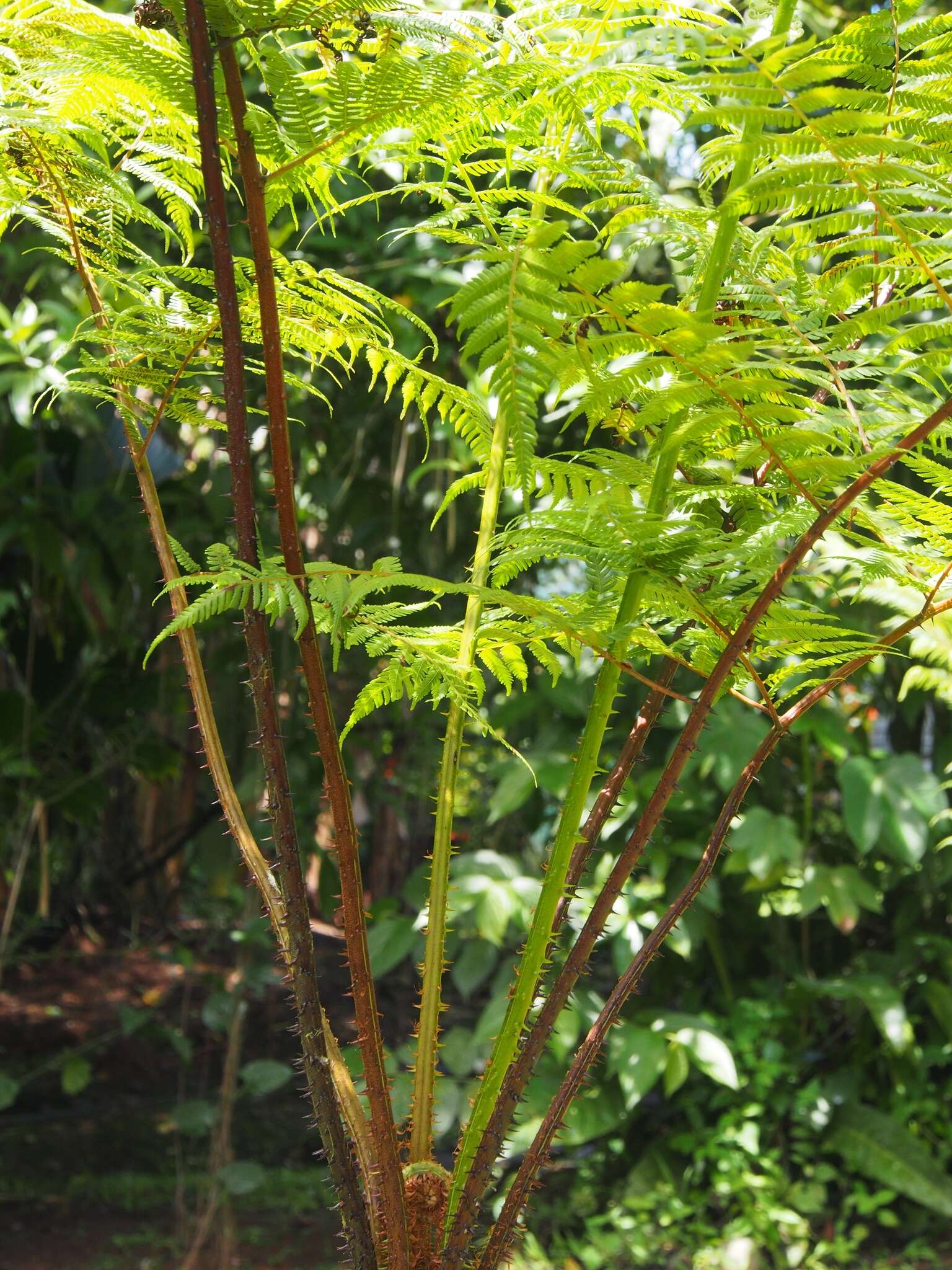 Cyathea multiflora Sm. resmi