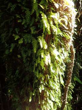 Image of Hymenophyllum dicranotrichum (Presl) Sadeb.