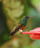 Image of Chestnut-bellied Hummingbird