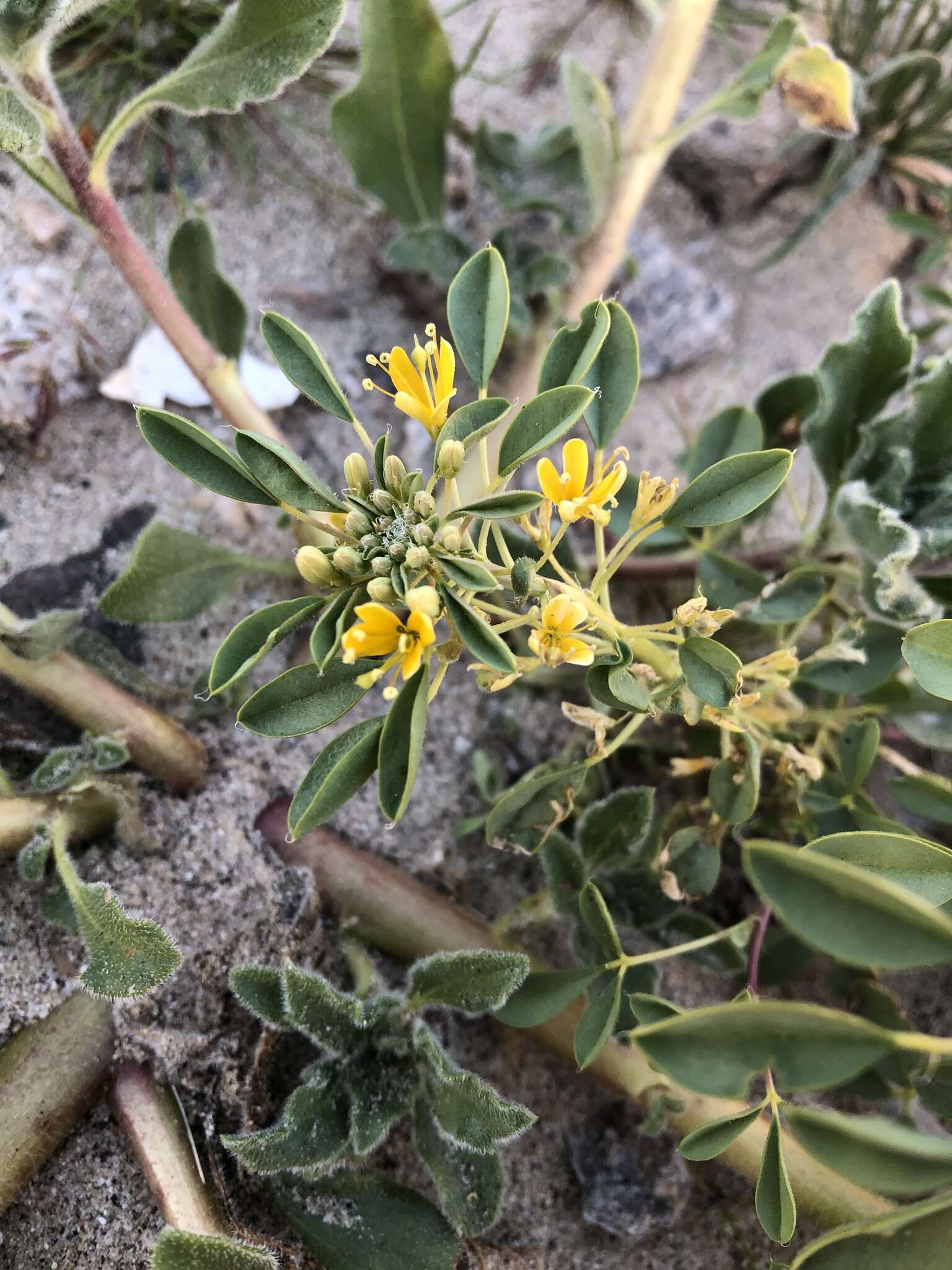 Image of Mojave cleomella