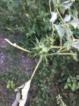 Image de Datura ferox L.