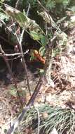 Image of Polistes kaibabensis Hayw. 1932