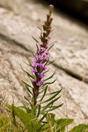 Image of Heller's blazing star