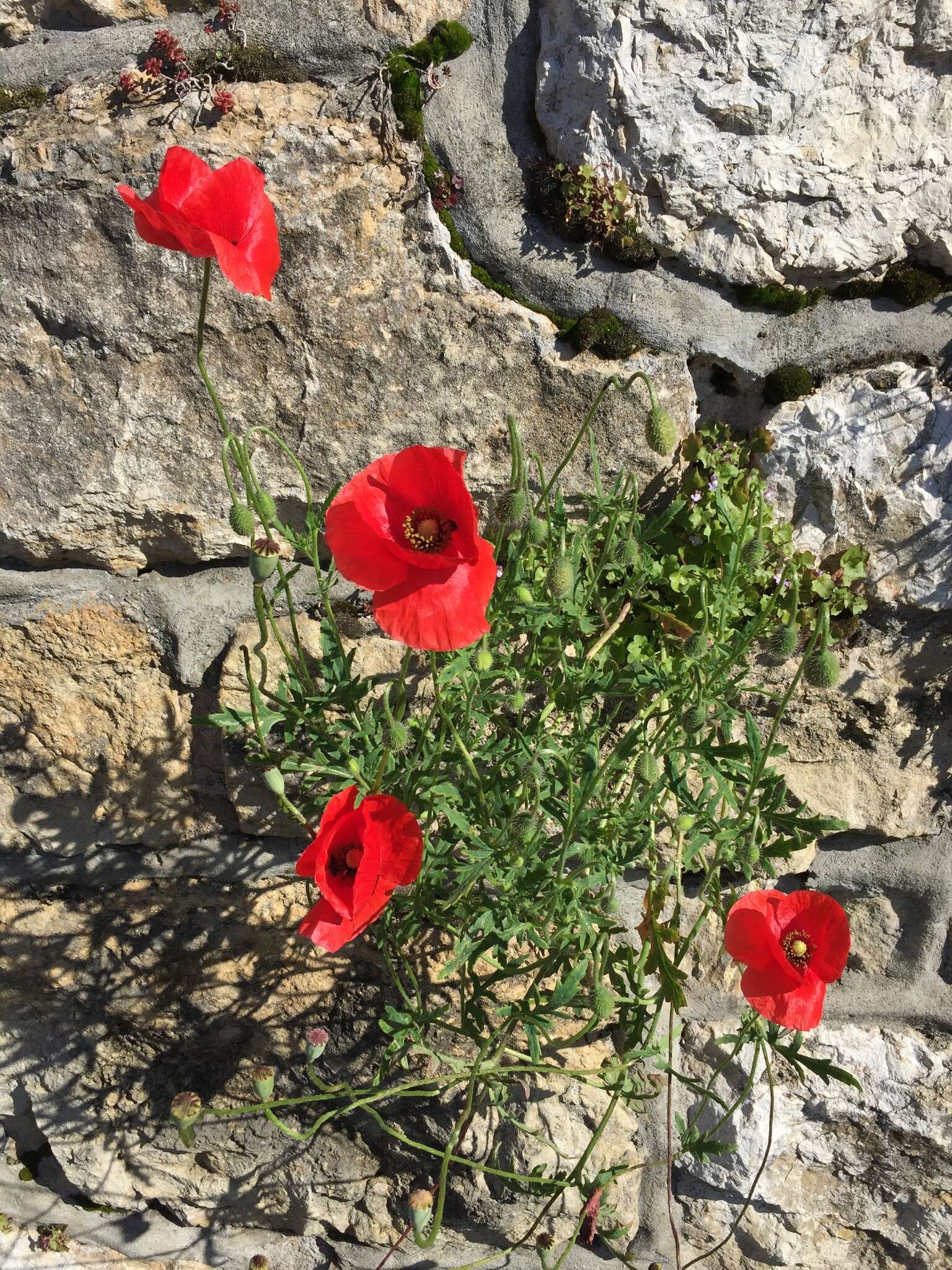 Image of corn poppy