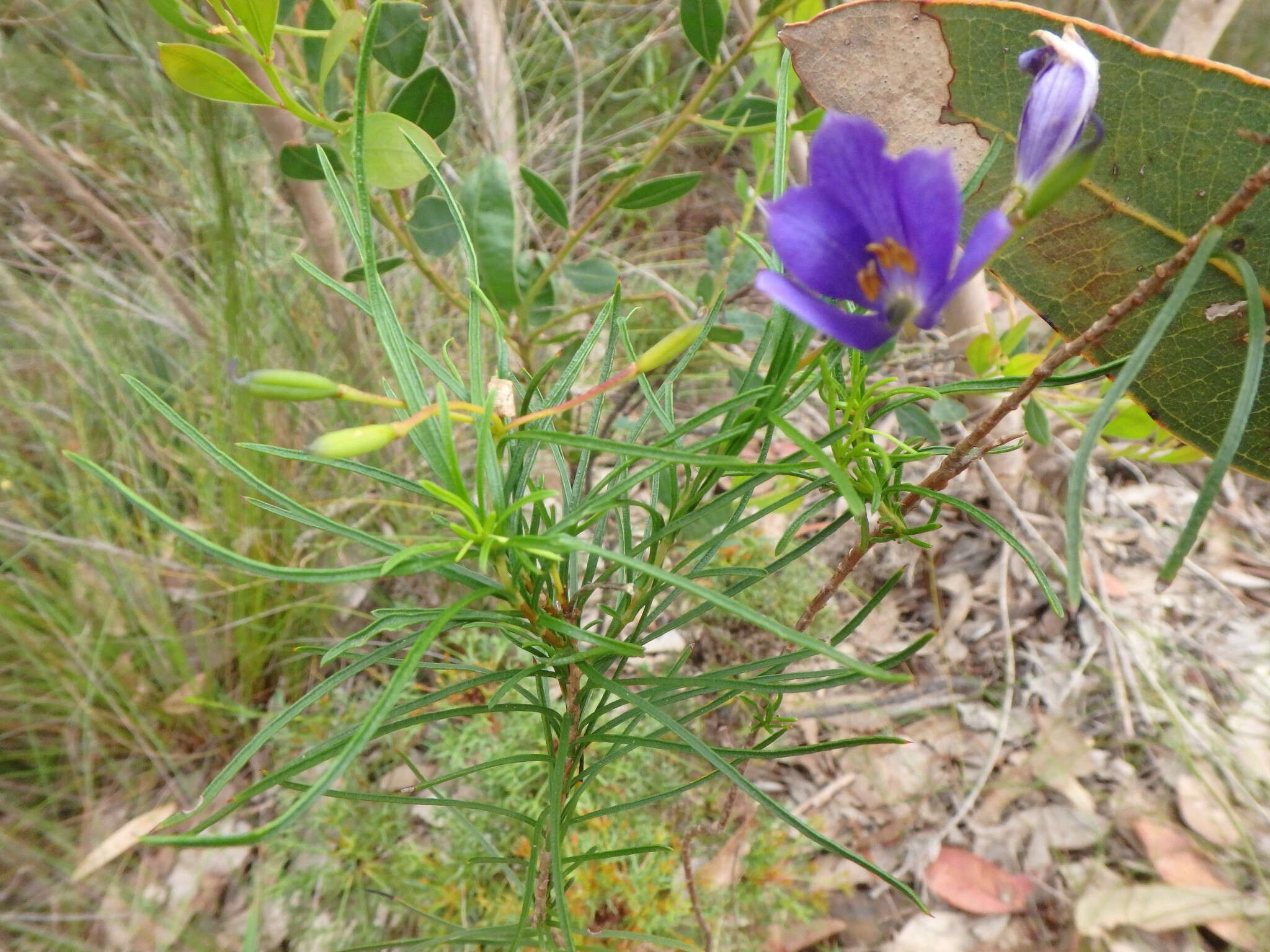 Cheiranthera alternifolia E. M. Bennett resmi