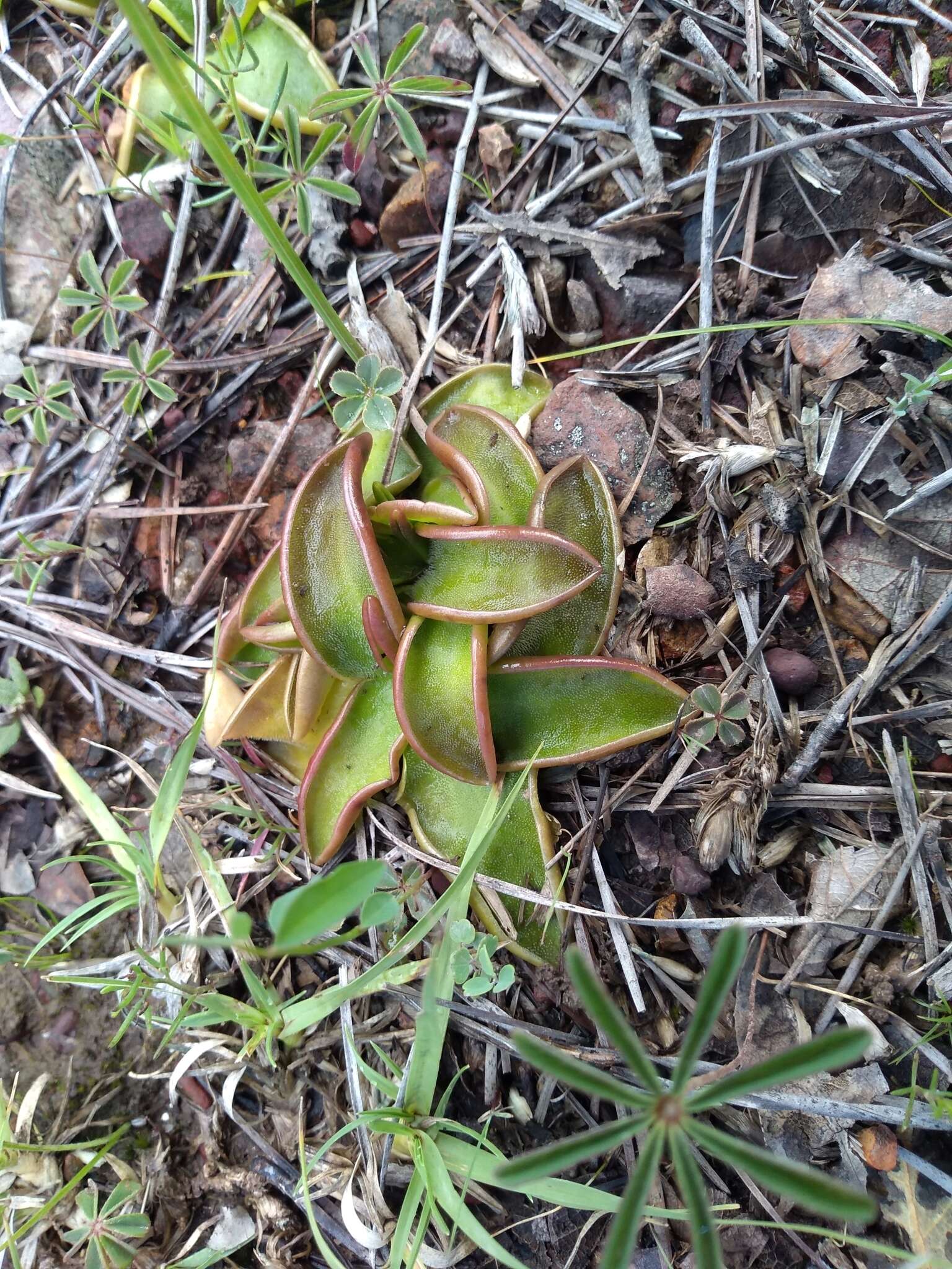 Pinguicula oblongiloba A. DC.的圖片