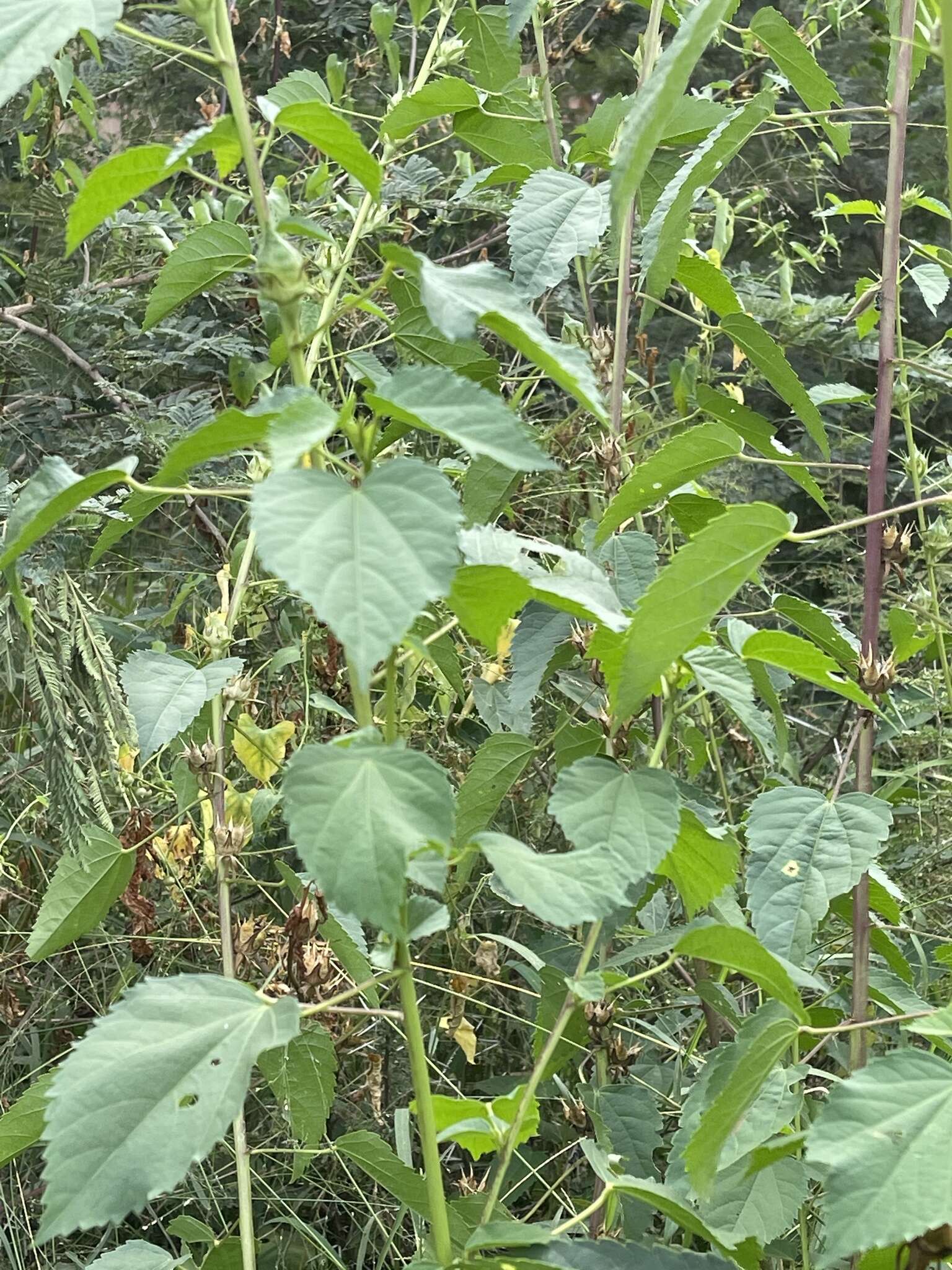 Image of Dongola hibiscus