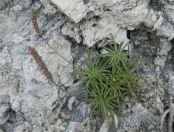 Image of Plantago subulata L.