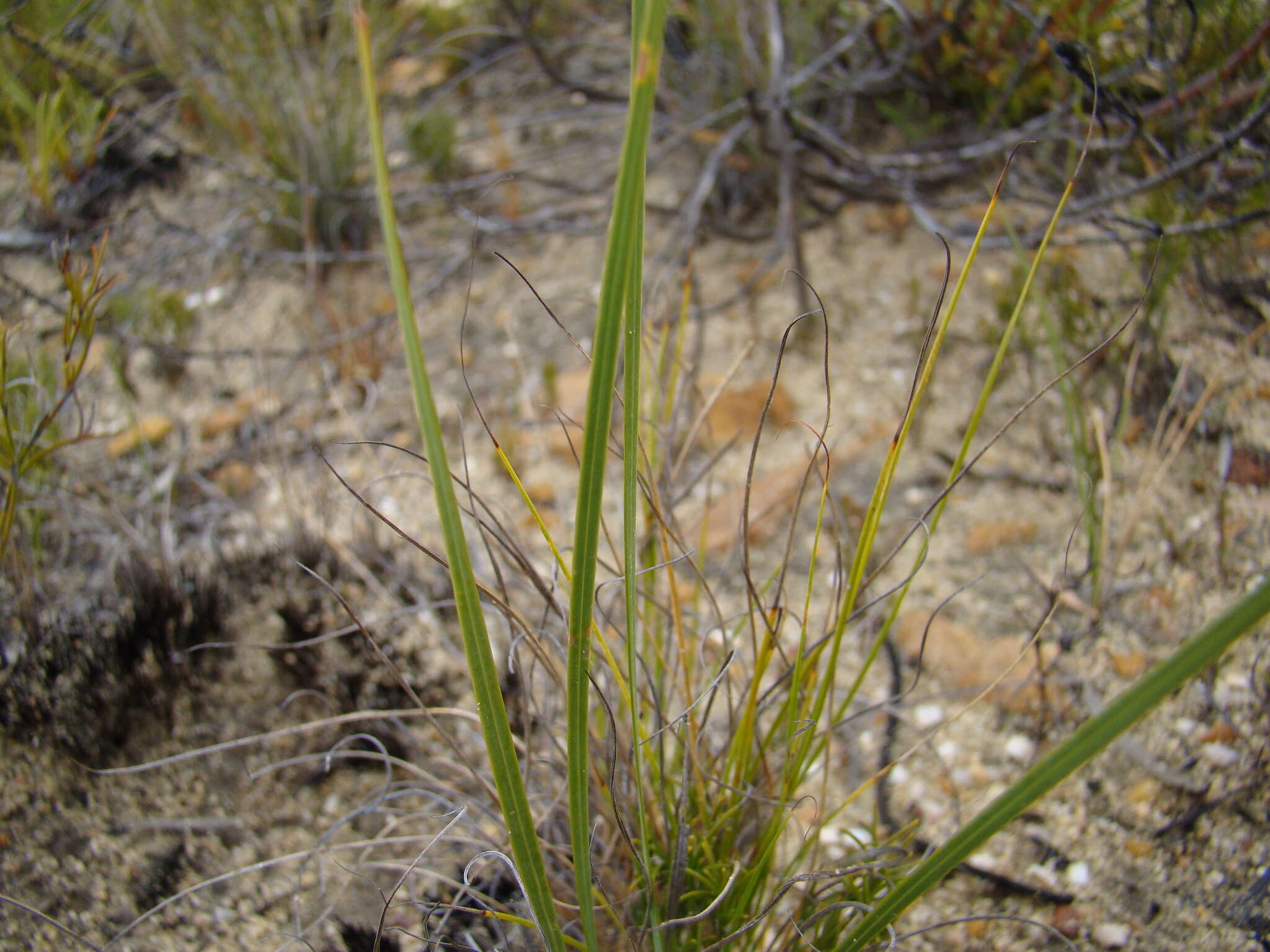 Image of Tritoniopsis parviflora (Jacq.) G. J. Lewis