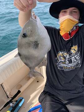 Image of Triggerfish