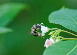 Image of Anthophora terminalis Cresson 1869