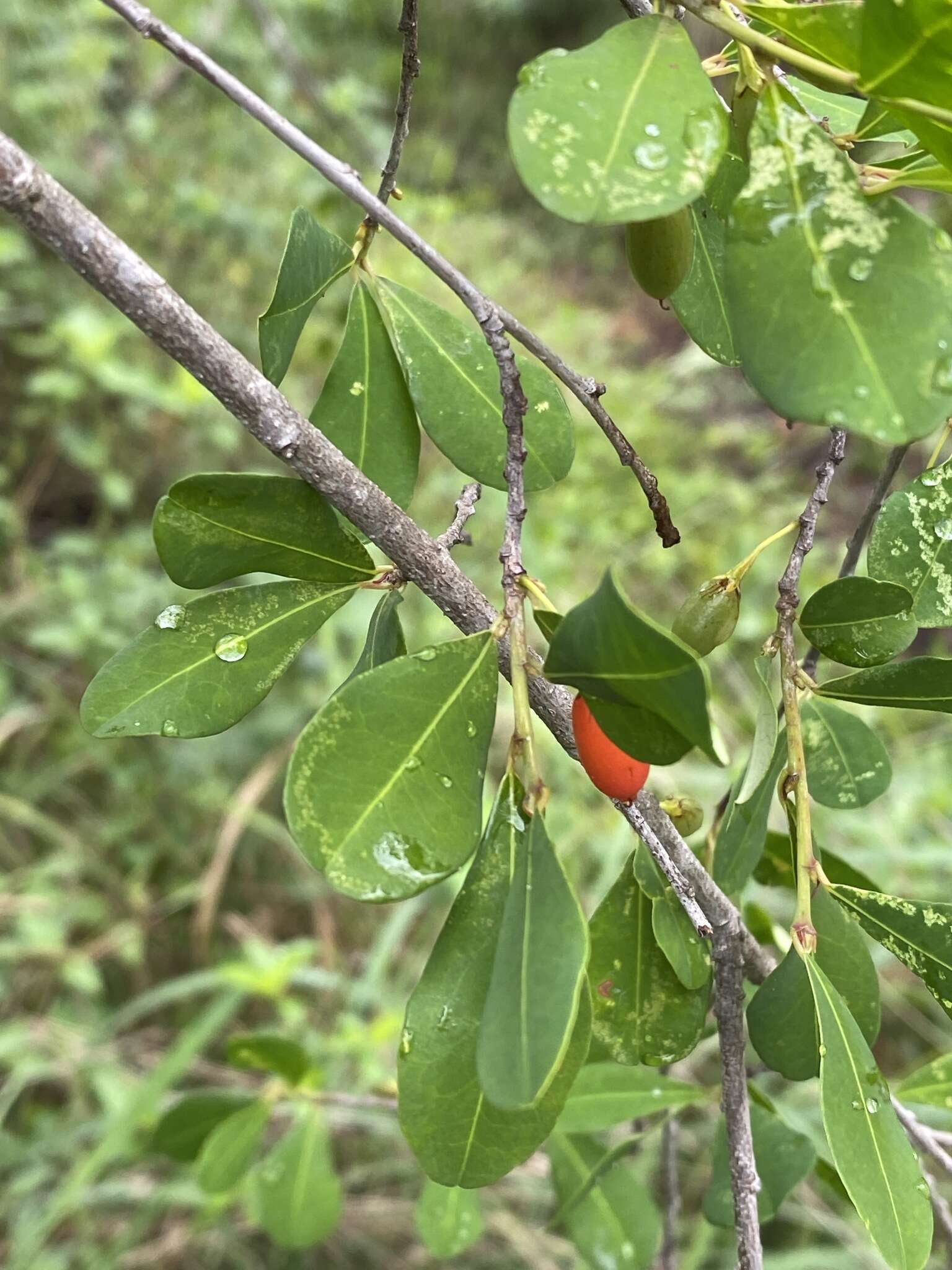 Image of Erythroxylum delagoense Schinz.