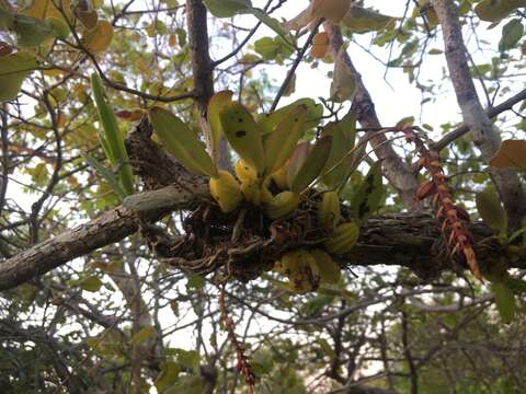 صورة Bulbophyllum rubrum Jum. & H. Perrier