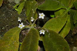 Image of Amalophyllon macrophyllum (Wiehler) Boggan, L. E. Skog & Roalson