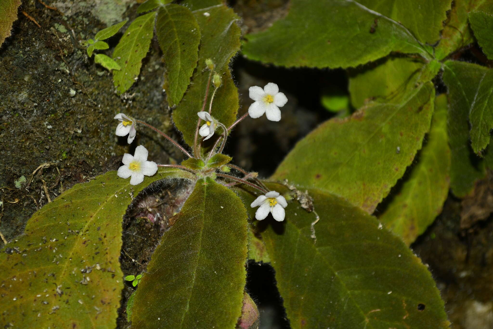 Image of Amalophyllon macrophyllum (Wiehler) Boggan, L. E. Skog & Roalson