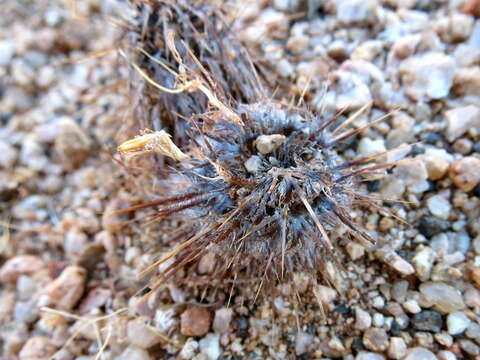 Acanthopsis disperma Harv. resmi