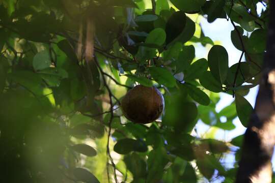 Слика од Xylocarpus granatum Koen.