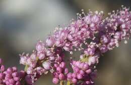 Image of smallflower tamarisk