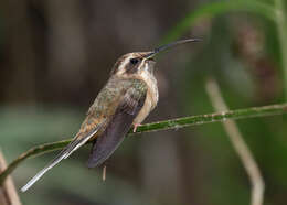 Phaethornis squalidus (Temminck 1822) resmi